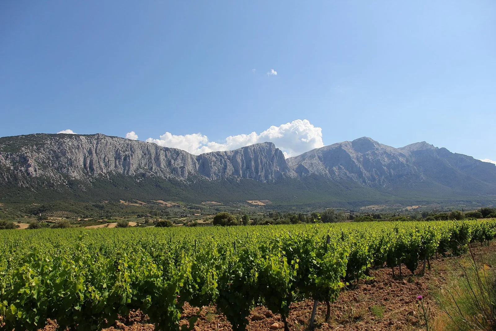 Pareti calcaree del Supramonte sopra una distesa di vigneti nella valle
